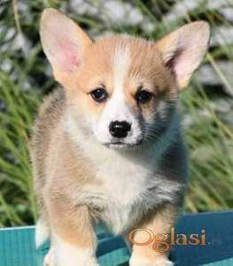 Welsh Corgi Pembroke Velški Korgi